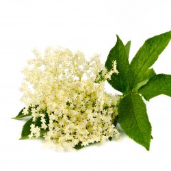 Elderflower