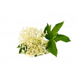 Elderflower