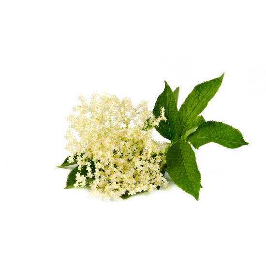 Elderflower - Short Fill Elderflower - Short Fill