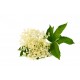 Elderflower Elderflower
