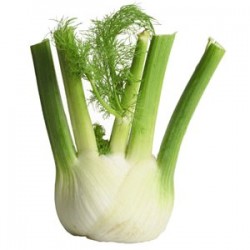 Fennel