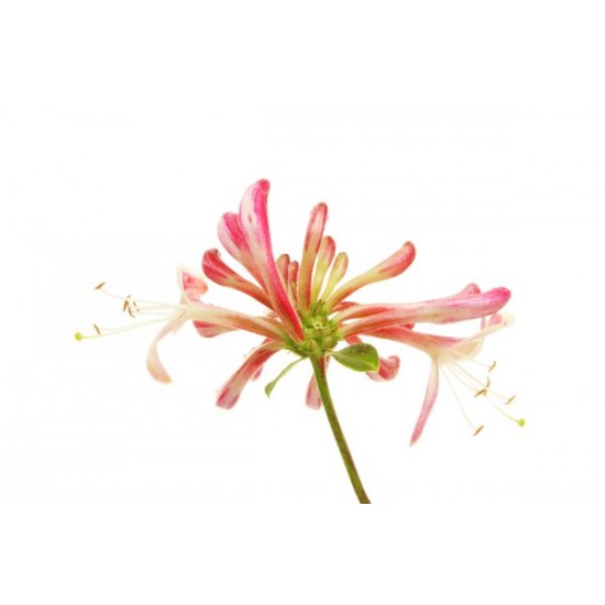 Honeysuckle - Short Fill Honeysuckle - Short Fill