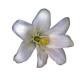 Jasmine Jasmine