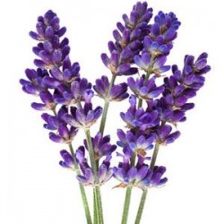 Lavender - Short Fill 