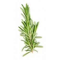 Rosemary