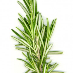 Rosemary