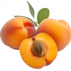 Apricot