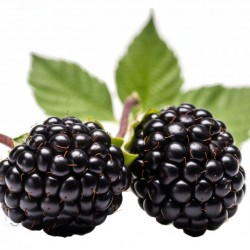 Blackberry