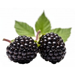 Blackberry