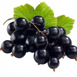 Blackcurrant