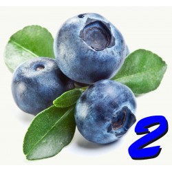 Blueberry 2