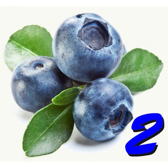 Blueberry 2 - Concentrate Blueberry 2 - Concentrate