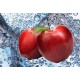 Apple Fizz Apple Fizz