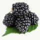 Blackberry Blackberry