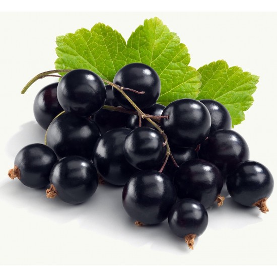 Blackcurrant Blackcurrant