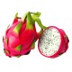 Dragon Fruit Dragon Fruit