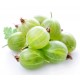 Gooseberry Gooseberry