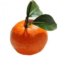 Mandarin