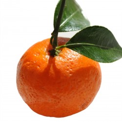 Mandarin