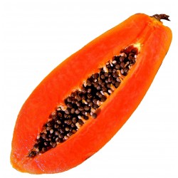 Papaya - Short Fill 