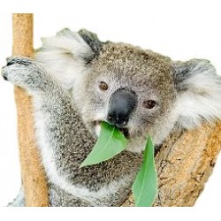 Eucalyptus (Zero Nicotine)