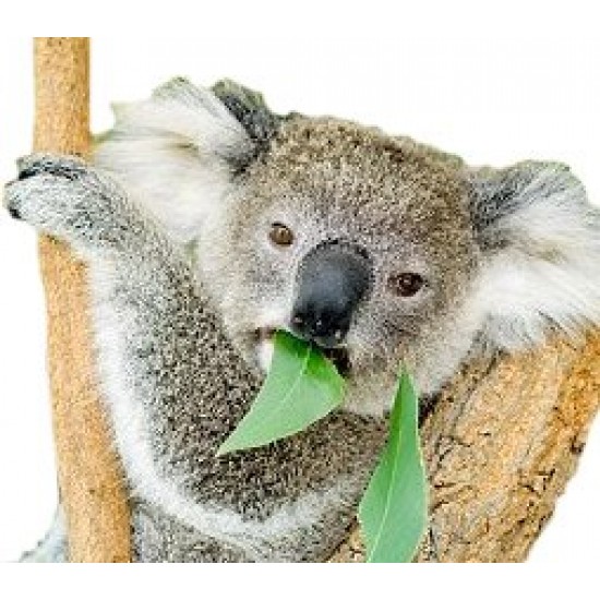 Eucalyptus - Short Fill Eucalyptus - Short Fill