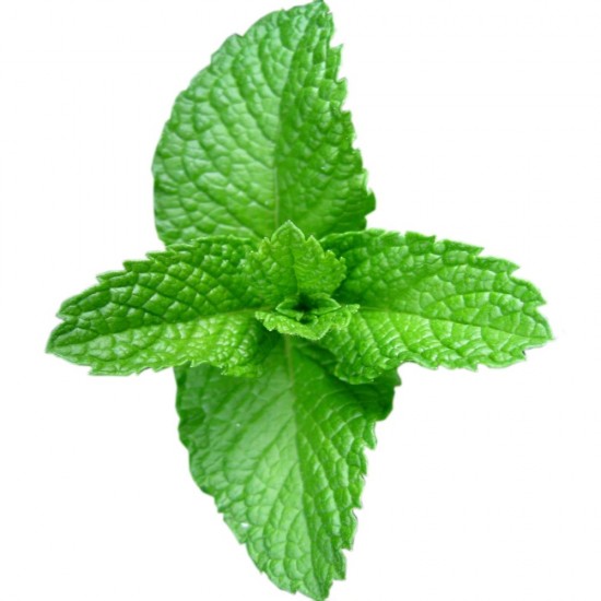Mint Mint