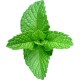Mint Mint