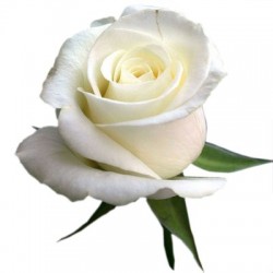 White Rose