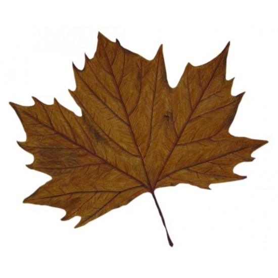 Golden Tree - Short Fill Golden Tree - Short Fill